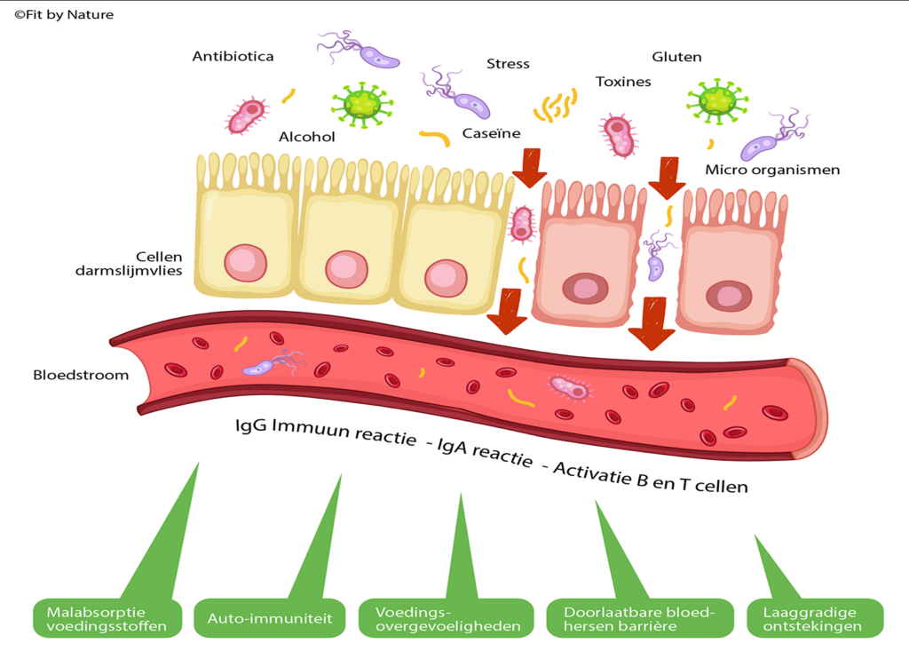 FitbyNature_Doorlaatbaarheid_darm_A4